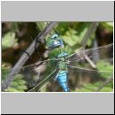 Anax imperator - Grosse Koenigslibelle m07b.jpg
